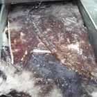 Seafood Nature Nutritious frozen squid wings