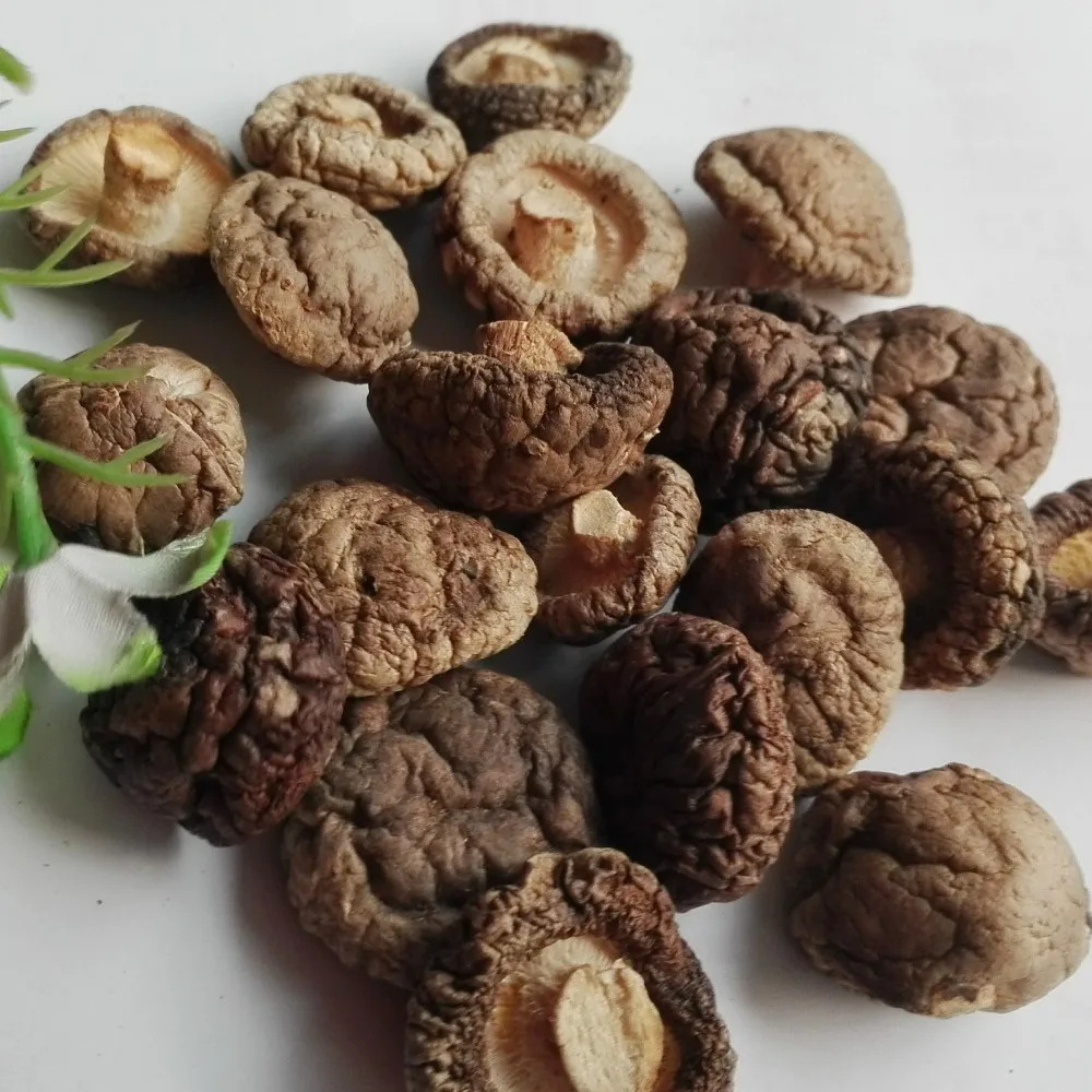New Crop China shiitake mushroom