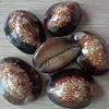 Factory wholesales tiger sea cowrie shell in stock