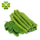Organic Moringa Oleifera Leaf Powder Powder