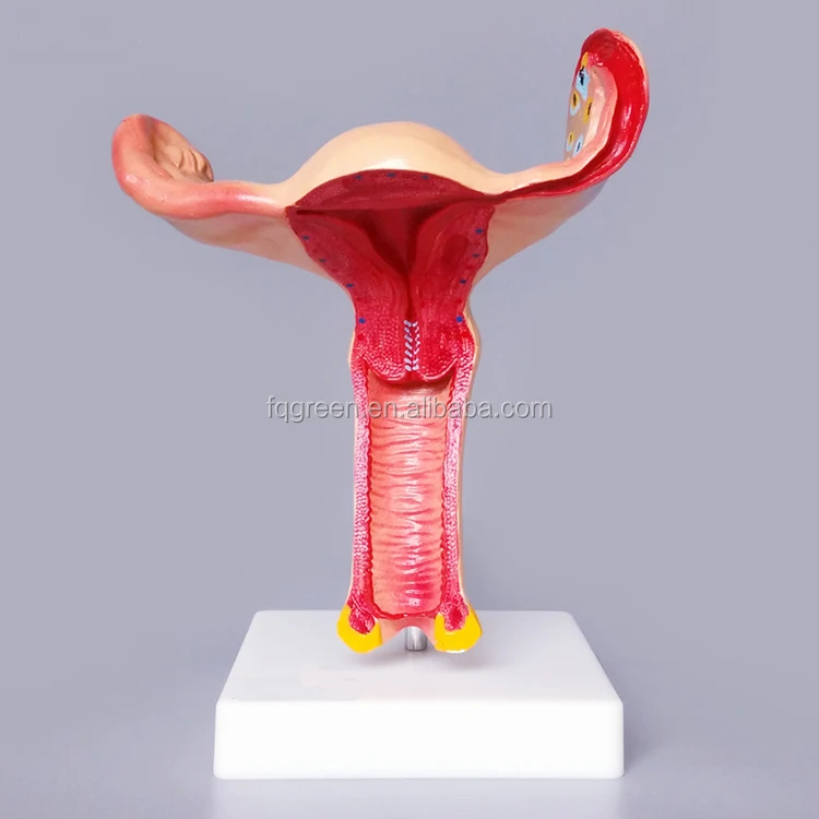 子宫解剖模型女性生殖系统模型器官模型
