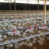 factory design indian poultry farm for broiler chicken