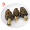 AD Dry Morchella Conica/Morel Mushroom Grow Bags Spawning