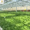 /product-detail/modern-design-high-tech-glass-greenhouse-for-agriculture-60748647772.html