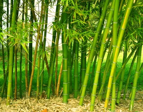 bamboo sugar packet stir stick holder