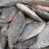 Frozen and Preserved Tilapia Fish Seafood