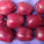 China fresh red Huaniu apple/TIANSHUI apple
