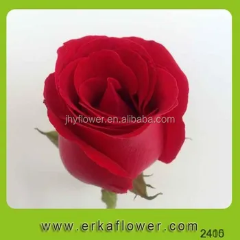 mother day wonderful gift red rose flower for wholesal