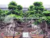/product-detail/ficus-bonsai-potted-349619057.html
