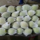 New season green shandong pear fresh crown pear ya pear