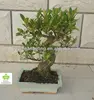 /product-detail/ficus-microcarpa-bonsai-in-15cm-20cm-25cm-30cm-pot-ball-s-shape-1551121481.html