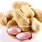 New Crop Good Quality Shandong Raw Peanuts In Shell for sale