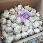 New Crop Fresh Garlic from Shandong, China
