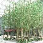 Outdoor Environmental Landscape Plants Wholesale Plastic Artificial Bamboo Tree