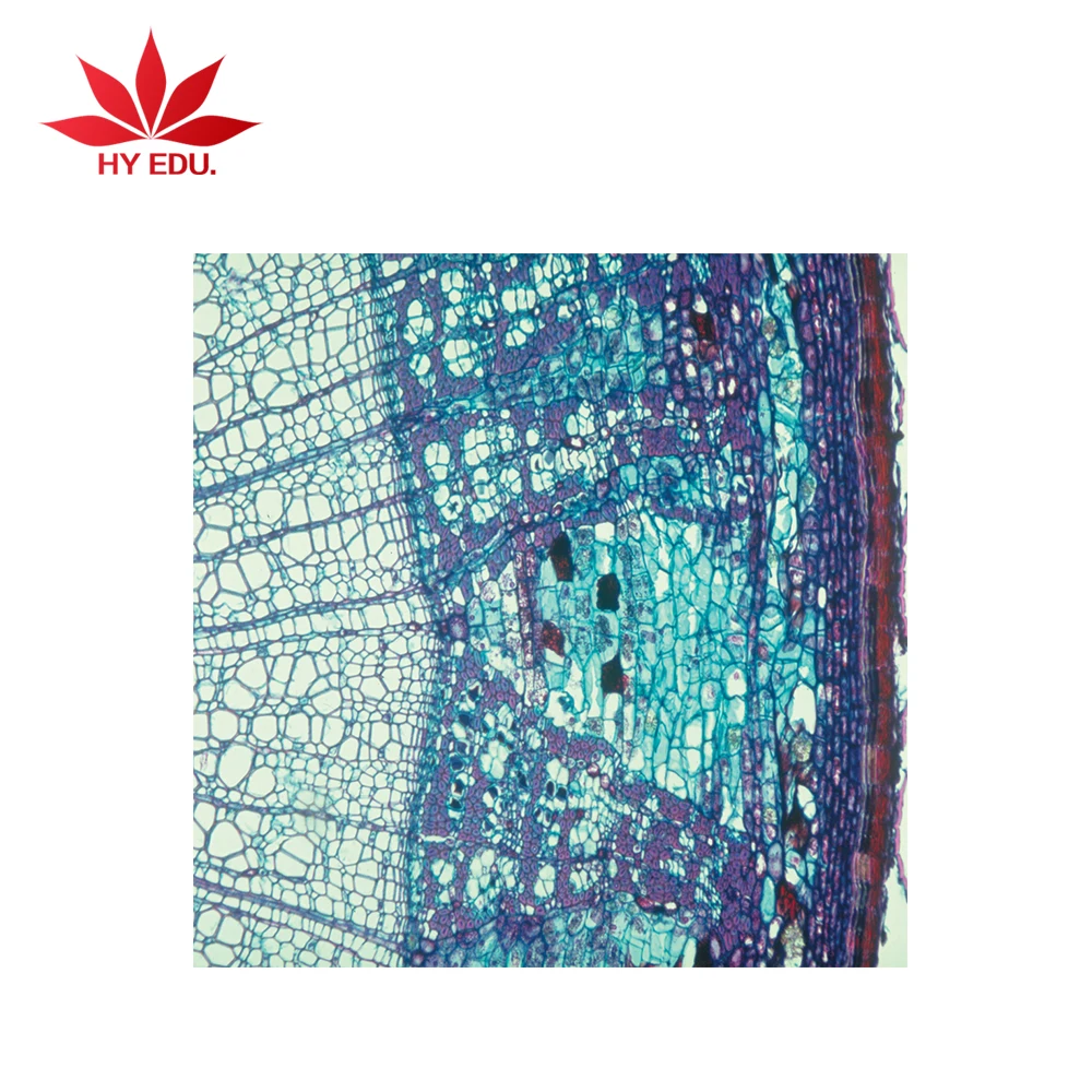 epidermis slides