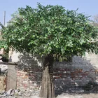Fiberglass trunk artificial banyan tree plastic decoration ficus tree/large artificial tree