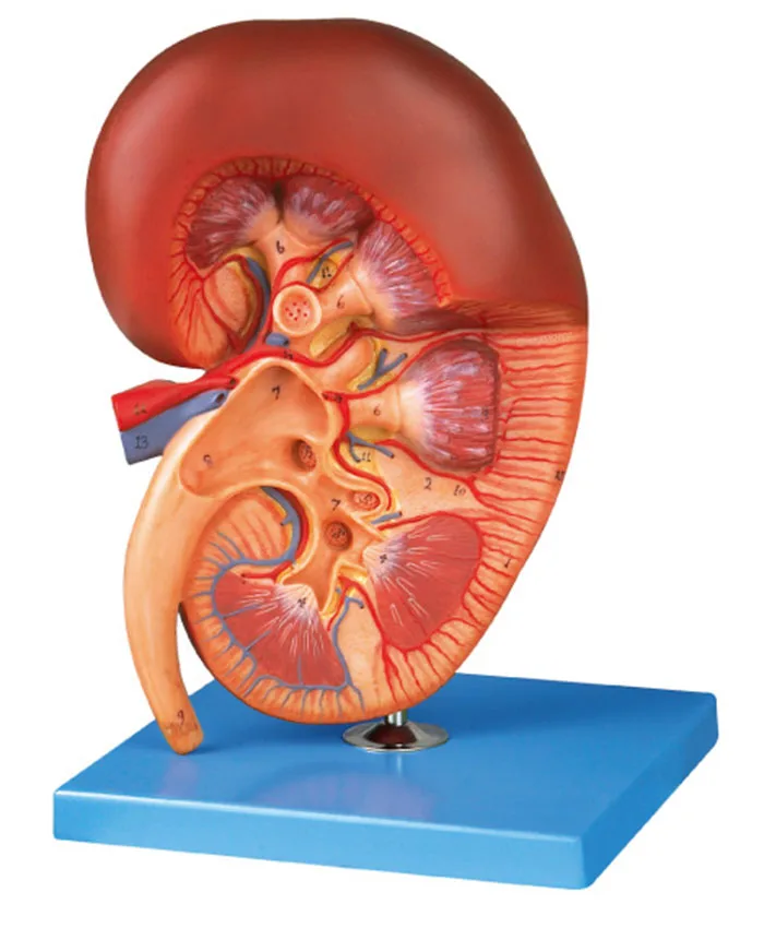 kidney with adrenal gland labeled