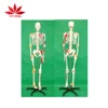 /product-detail/180cm-high-plastic-human-skeleton-with-the-joints-ligaments-60519280922.html