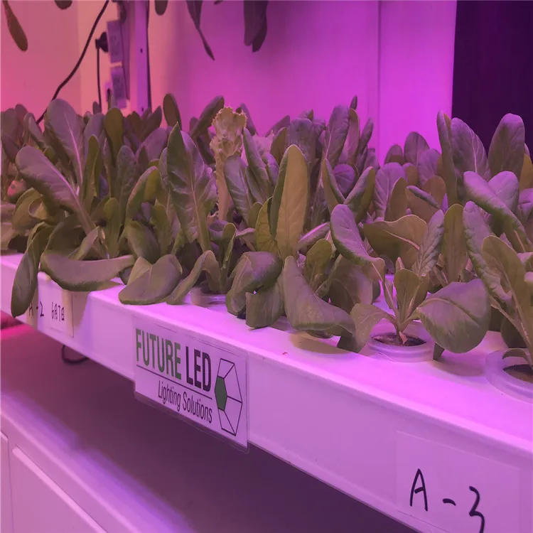 led grow light for lettuce.jpg
