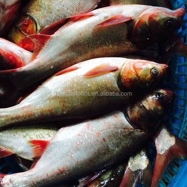 frozen silver carp/asian carp fresh fish all sides hot sale