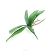 /product-detail/330290800610-real-like-cheap-price-for-sale-decorative-artificial-ornamental-wholesale-cymbidium-orchids-plants-60303013712.html