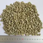 new crop arabica green coffee beans big size
