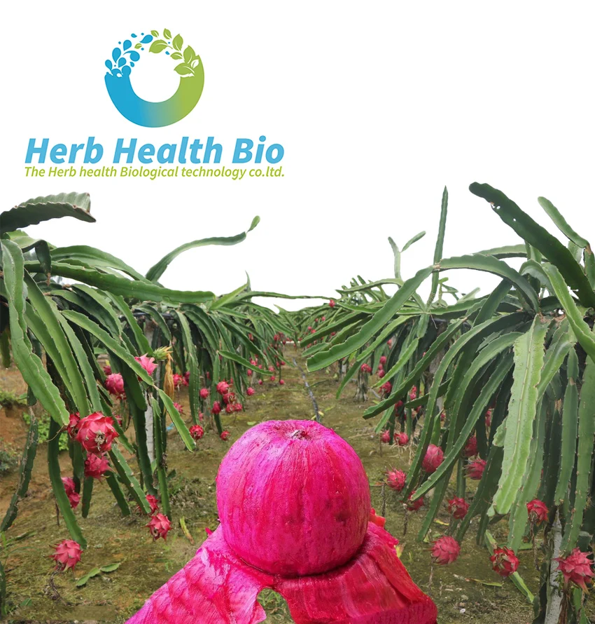 dragon fruit extract / pitaya extract anthocyanidin 5%