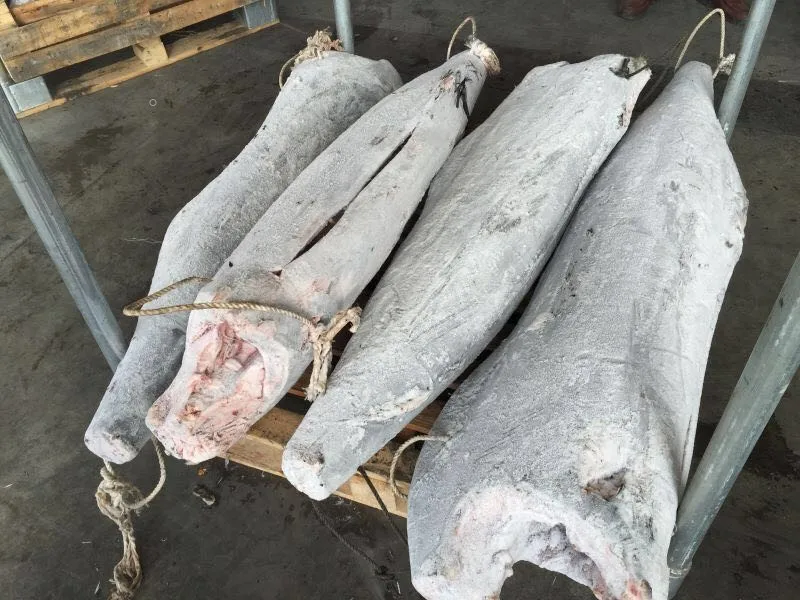 Frozen Marlin Fish