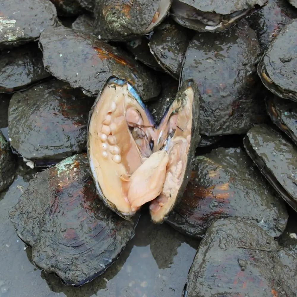 oyster culture bag