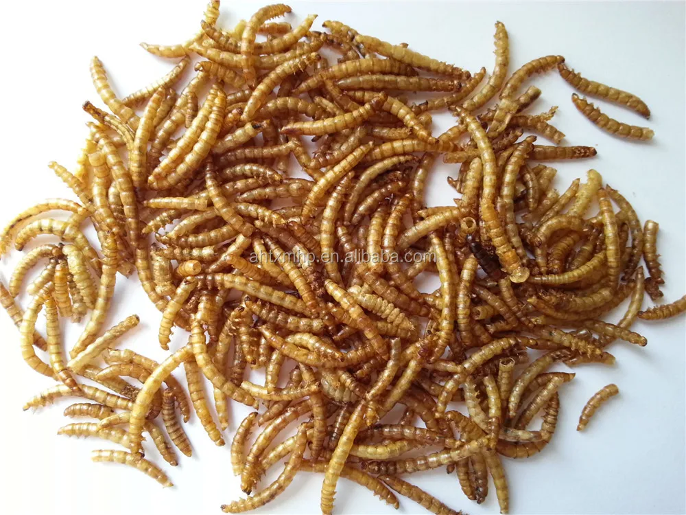 dried mealworm for wild bird buy mircowaved dried dried mealworm for wild bird buy mircowaved dried