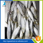 Seafood Qulaity Frozen Sardine Fish 80-100 Exporters