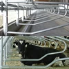 /product-detail/farm-livestock-equipment-for-cow-loops-cow-cubicle-60283353487.html