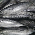 GAP Fish Bonito Frozen Sea Food Bonito Fish