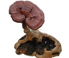 Immune System &Anti-Cancer benefits reishi mushroom