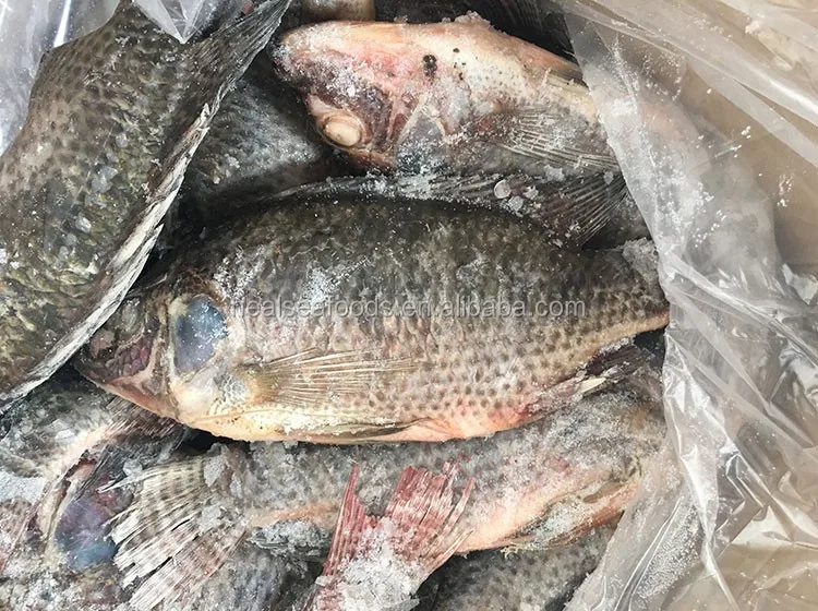 feed fish frozen taiwan tilapia