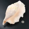 Natural crafts oversized sea conch shells for bathroom decoration