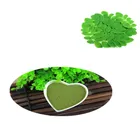 Best quality and price Moringa Leaf Extract Organic Moringa Leaf Powder Moringa