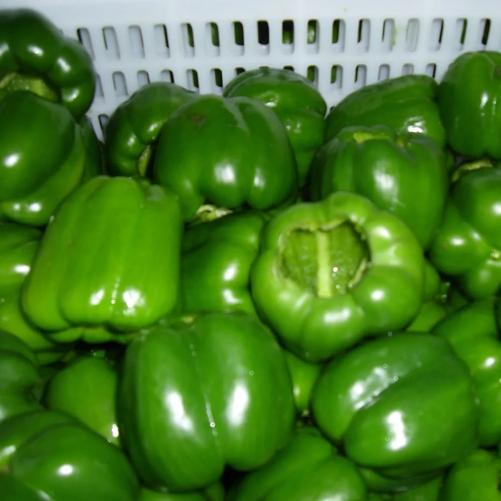 2017 new crop bell pepper green pepper green chili cup