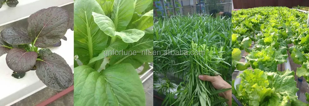 hydroponics drain tube pvc pipe hydroponic irrigation system.jpg