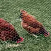 factory direct sale Hexagonal wire mesh /poultry netting