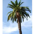 Qingyuan landscape artificial palm tree fiber handmade coconut tree trunk