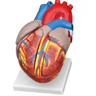 Anatomy PVC 3 Times Of Life Size Human Heart Model