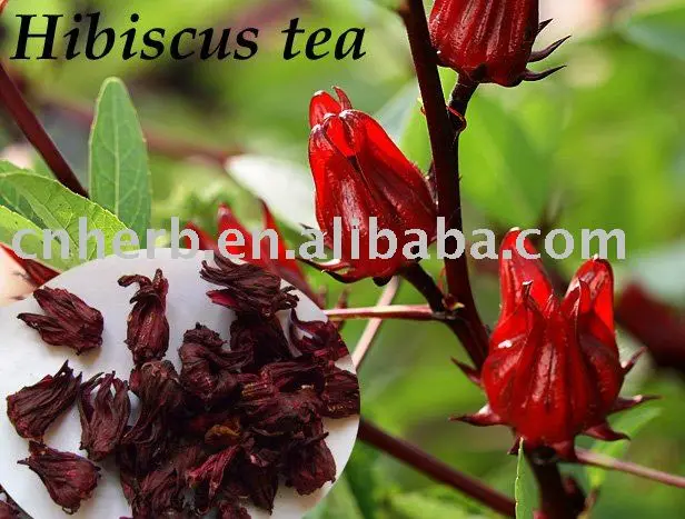 hibiscus tea