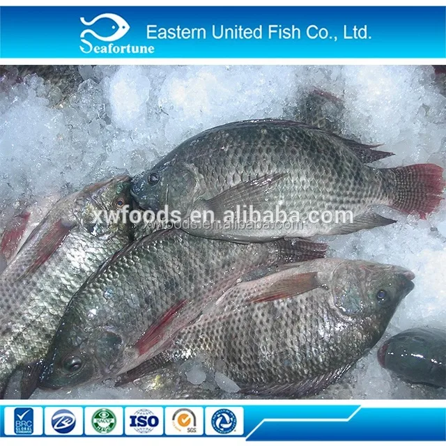 top quality and good price frozen tilapia fish fillets halal