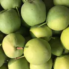 fresh pear fruit ya pear on sale shandong pear price
