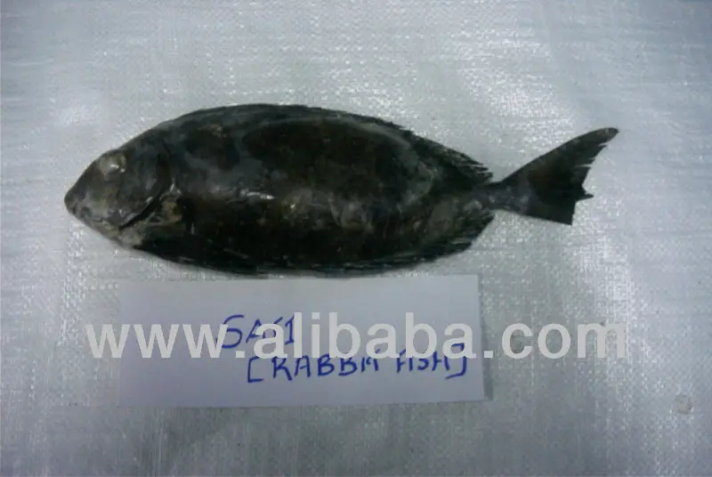 rabbit fish exporters