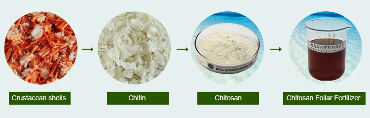 Organic spray chitosan foliar fertilizer