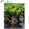/product-detail/ginseng-small-ficus-bonsai-60785816751.html
