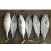 Bullet mackerel frozen bonito fish for sale with competitive price