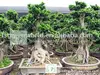 /product-detail/ficus-bonsai-349618351.html